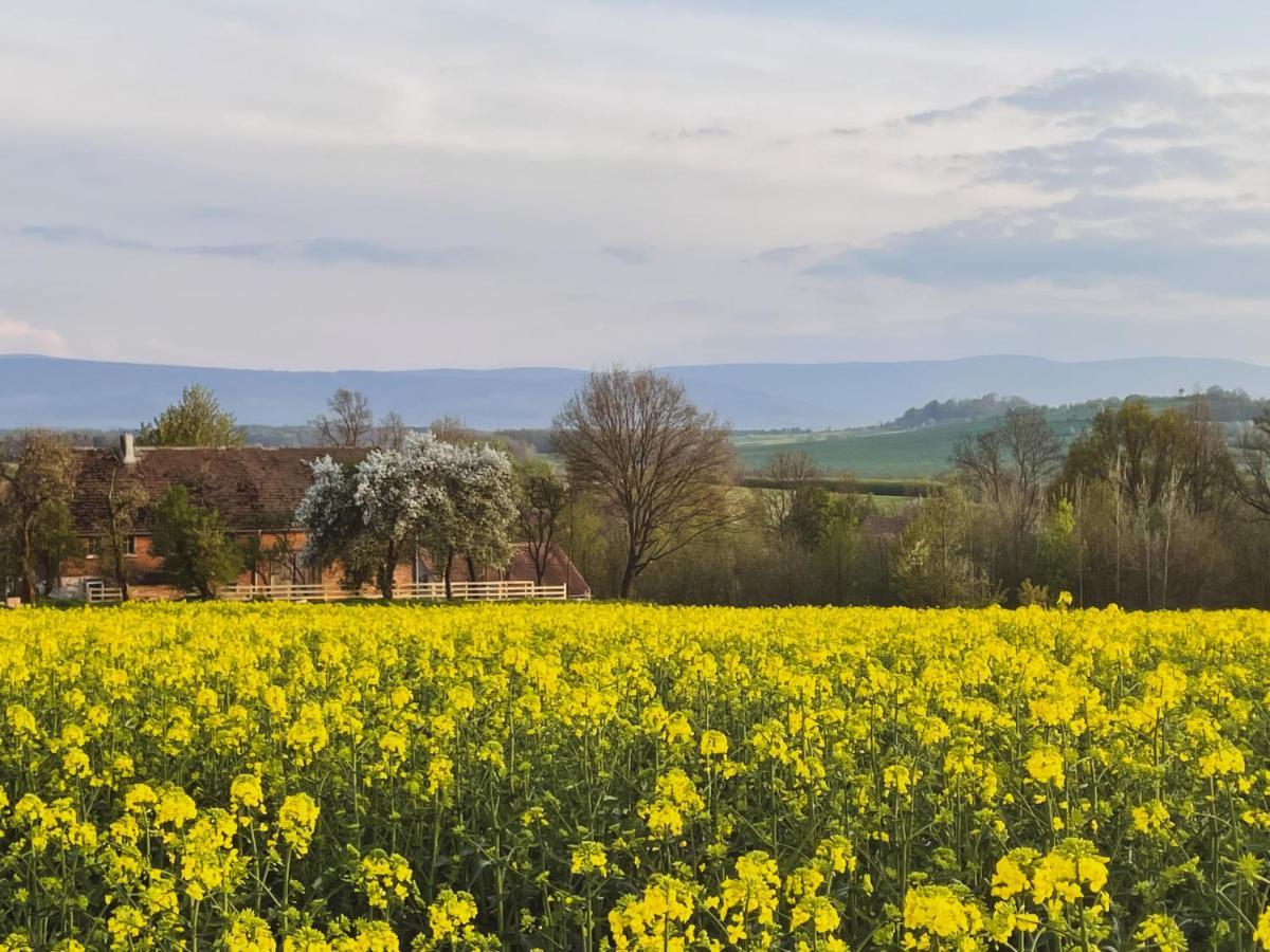 Gryfów Śląski Dom Na Krzewiu Bed & Breakfast エクステリア 写真